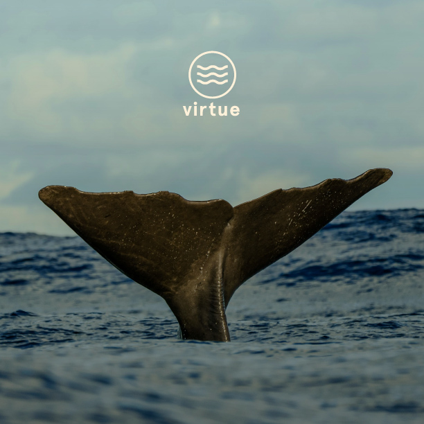 4361326017_V_Virtue_KUM_WhaleWatching-05